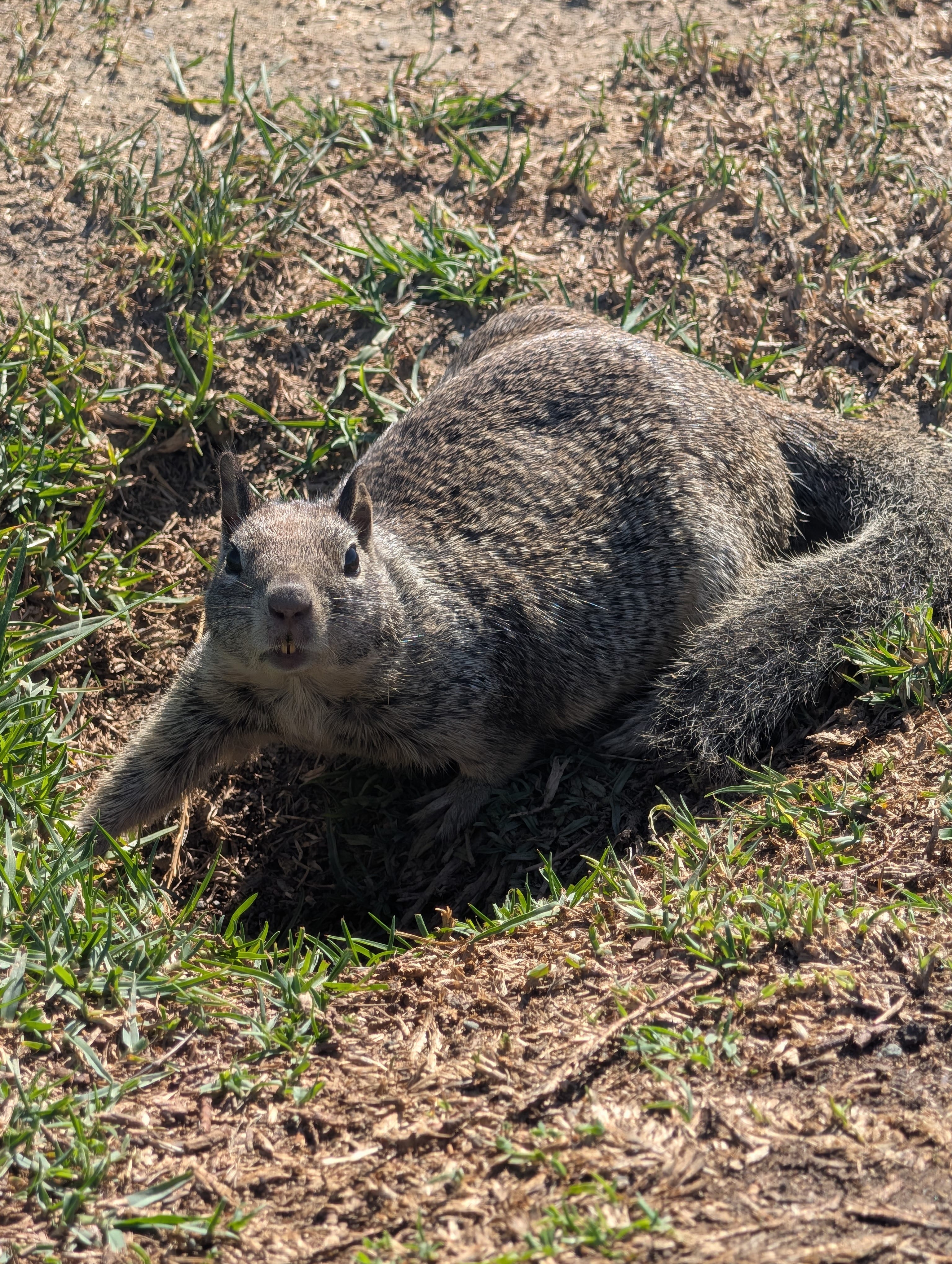 California Ground Squirrel