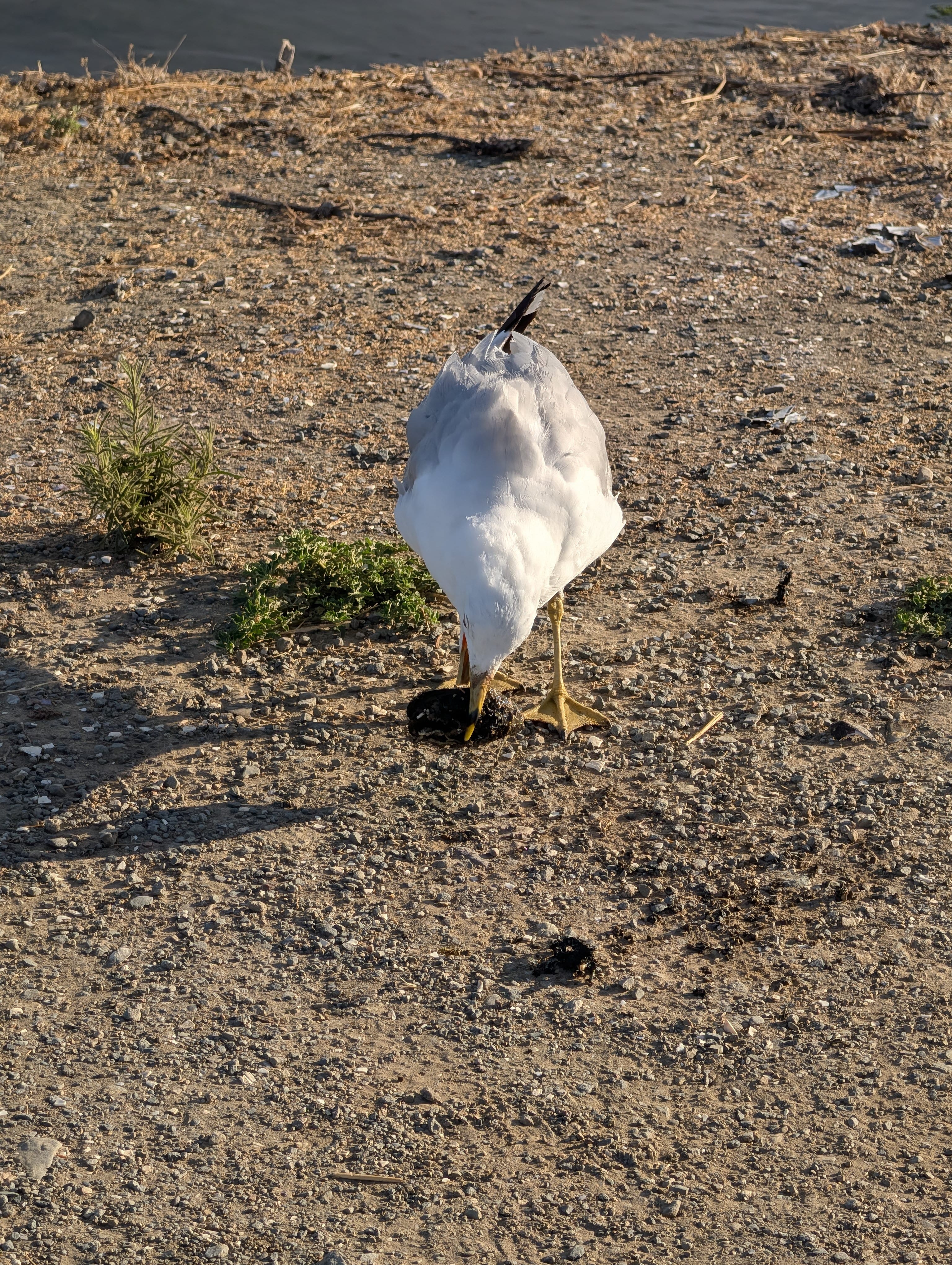 California Gull