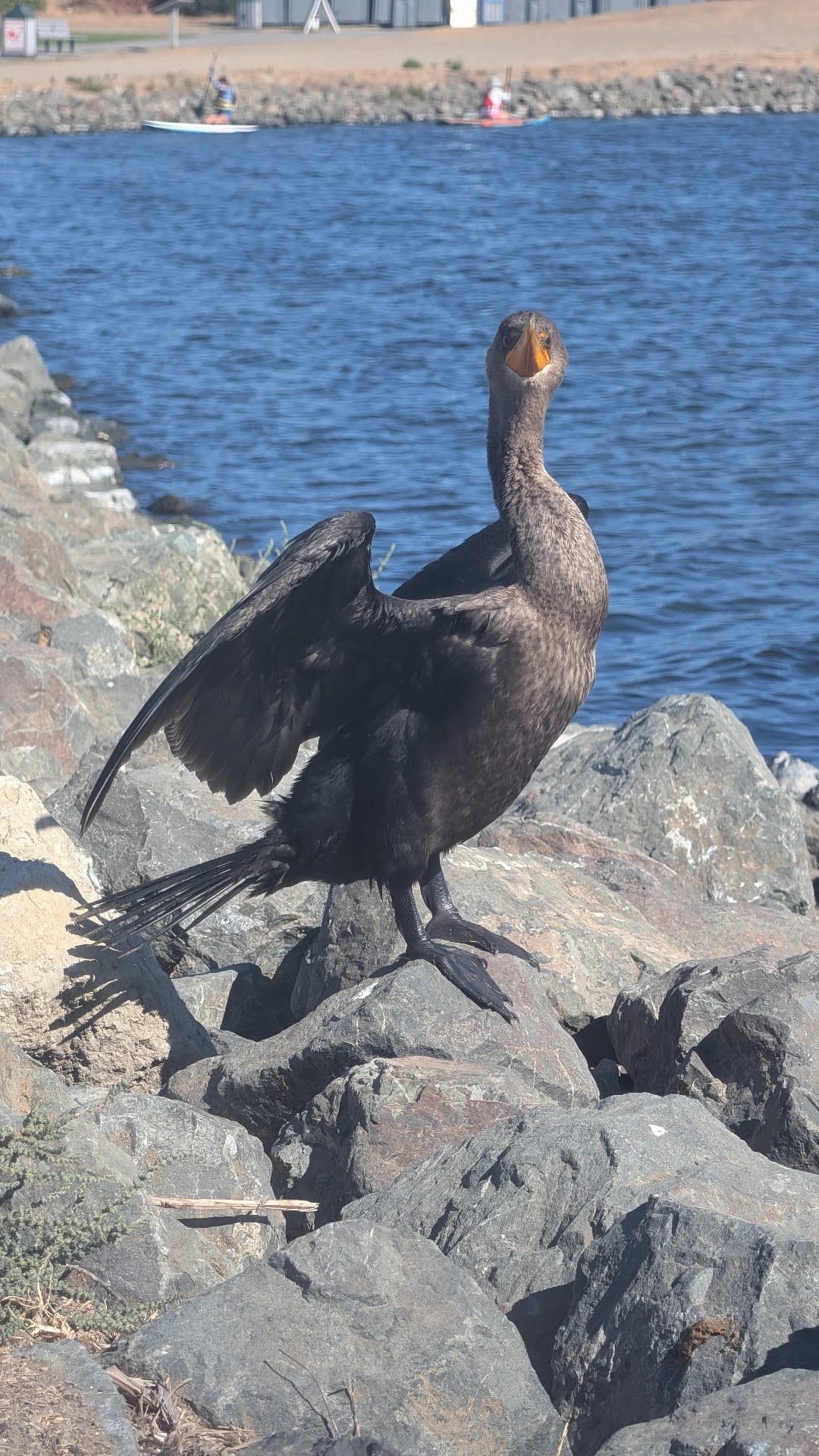 Double-Crested Cormorant