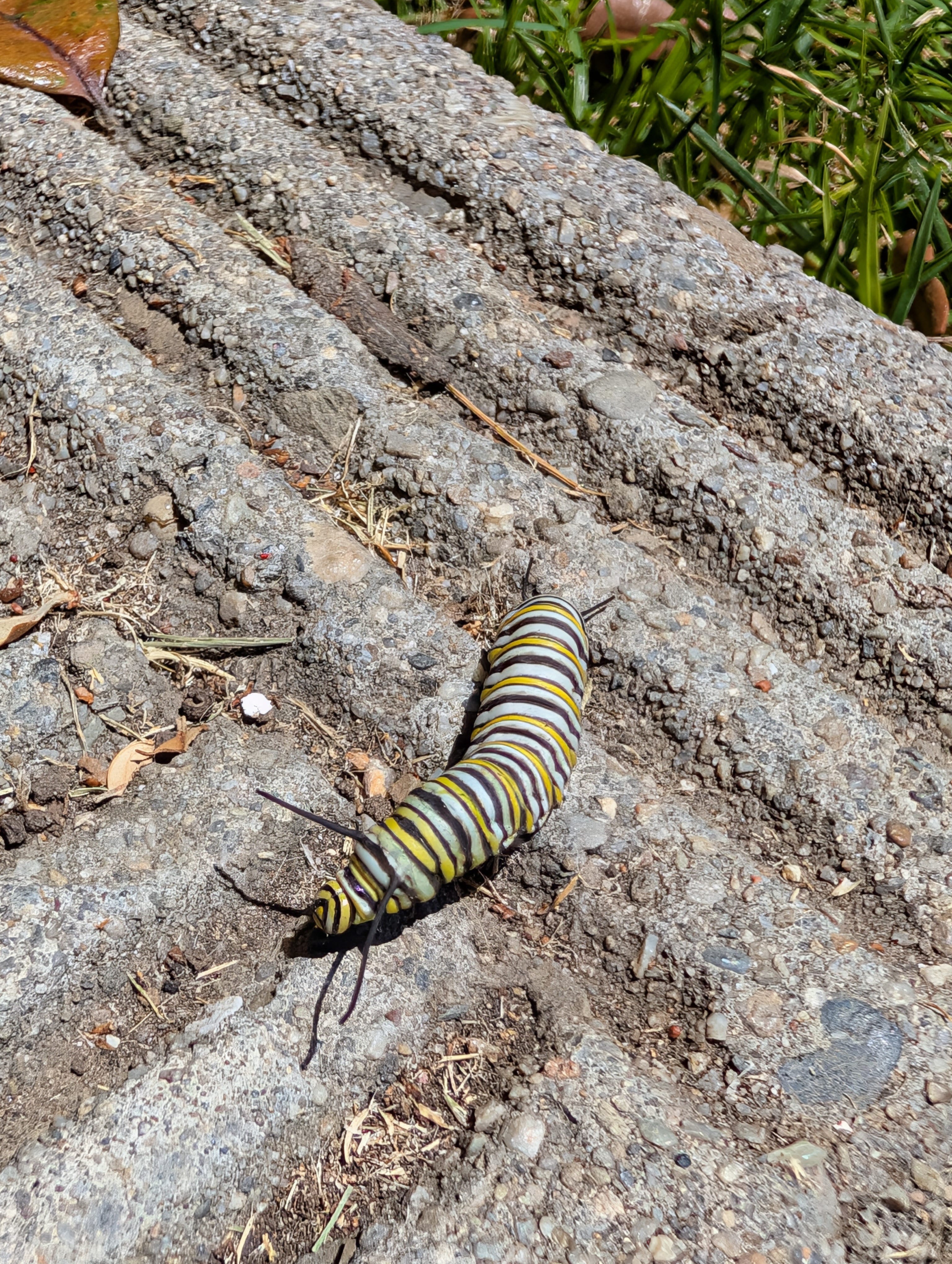 Monarch Caterpillar