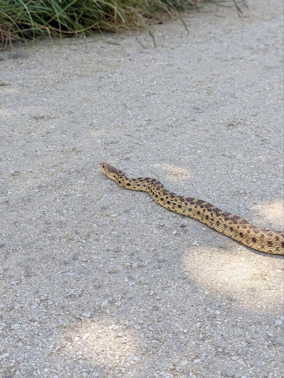 Pacific Gopher Snake