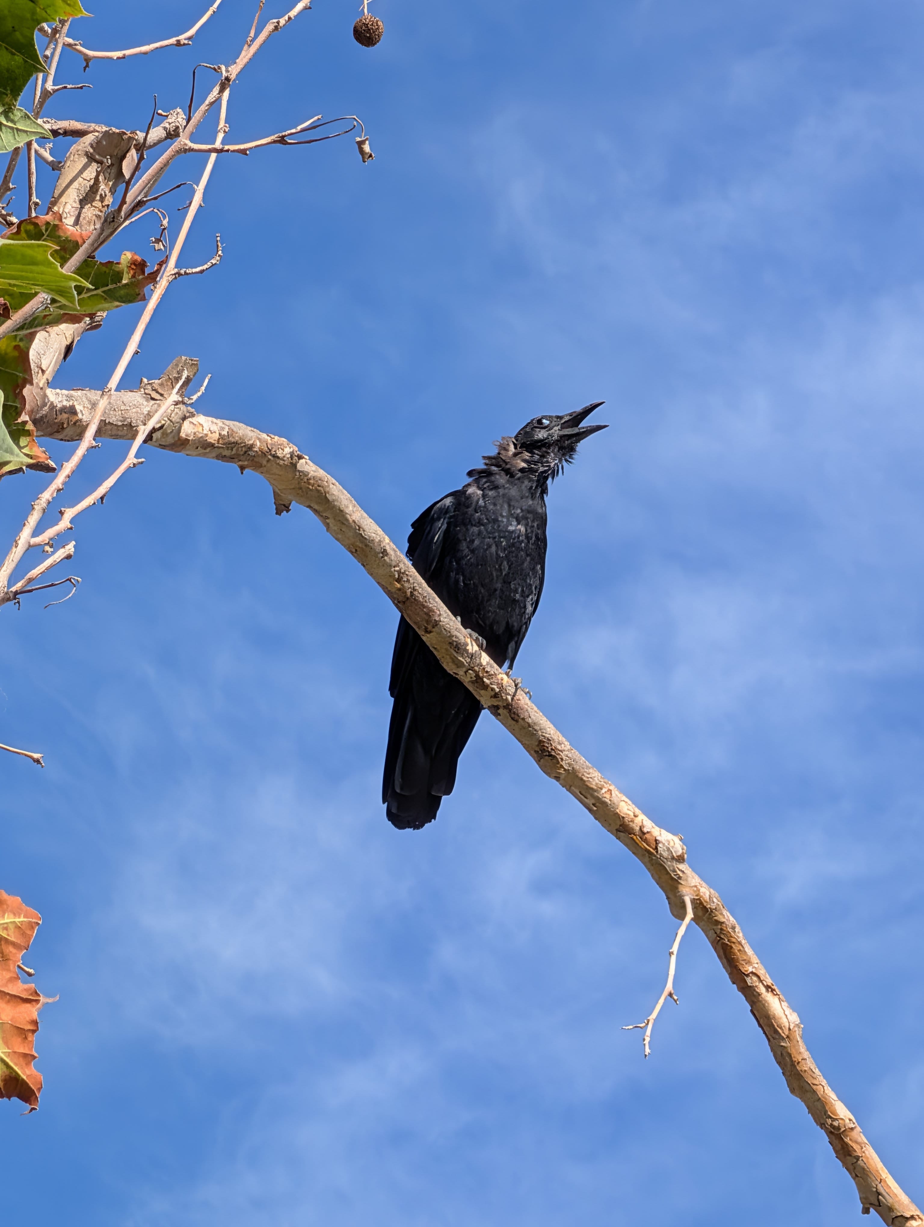American Crow