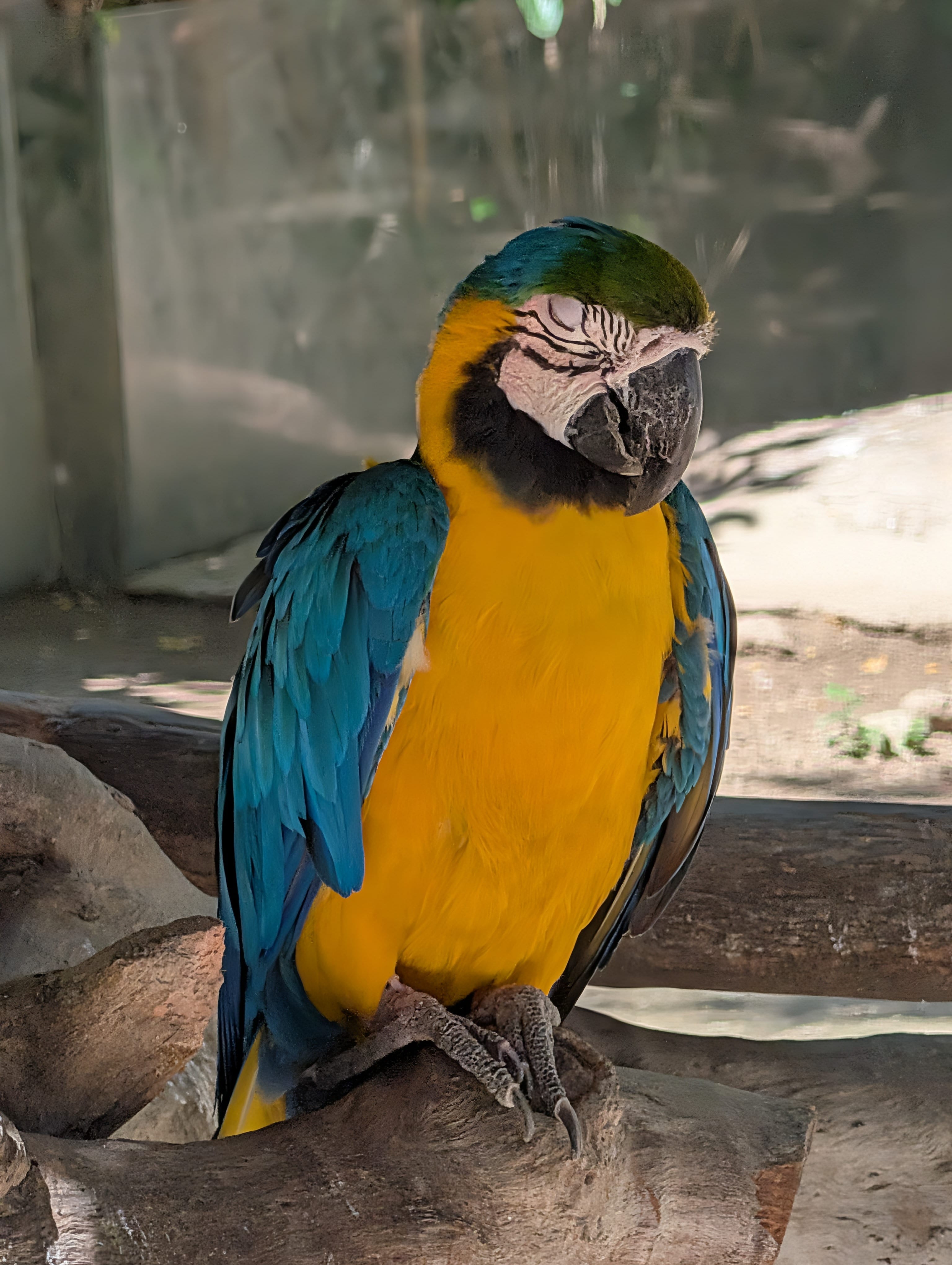 Blue-and-Yellow Macaw