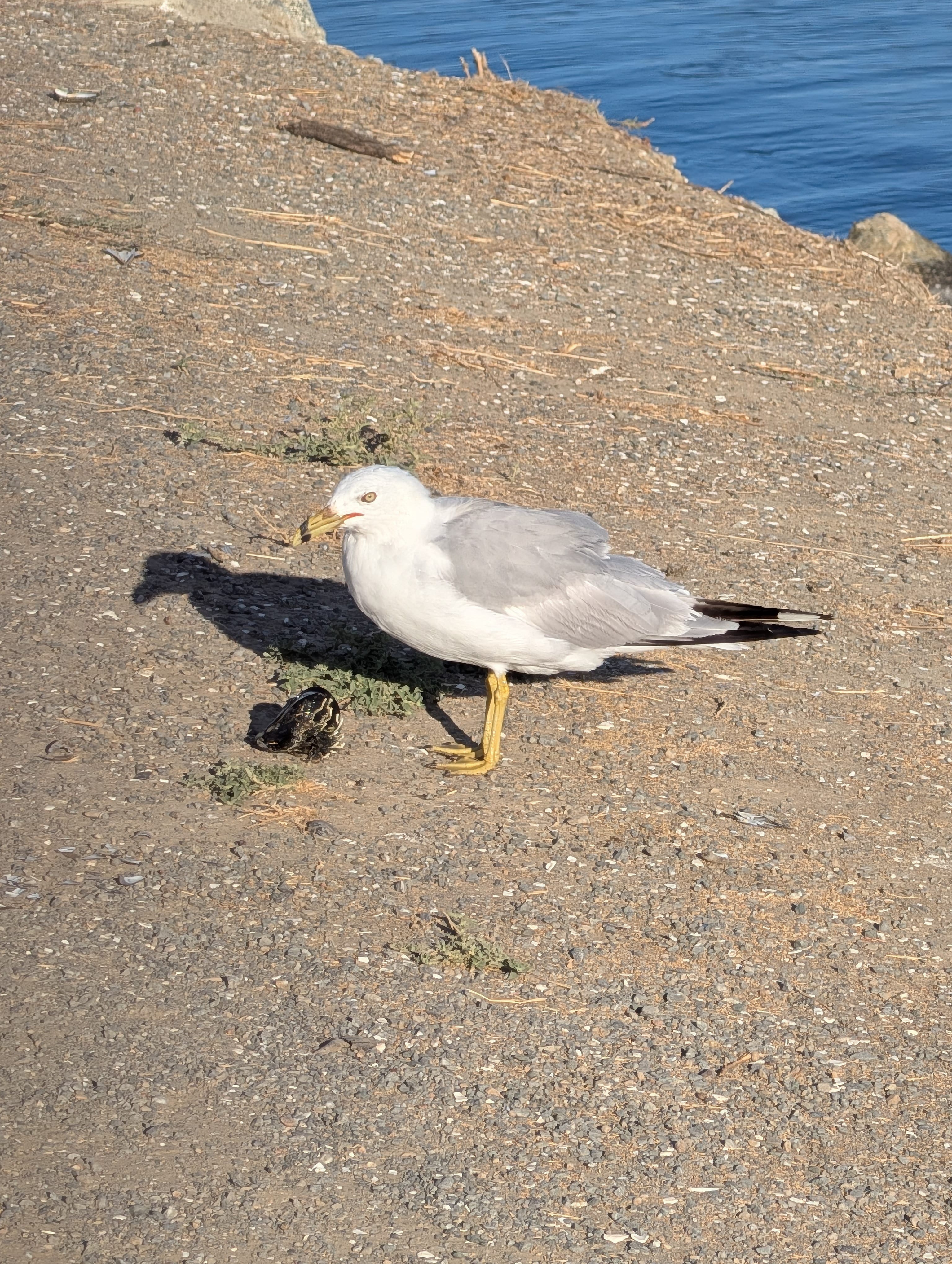California Gull