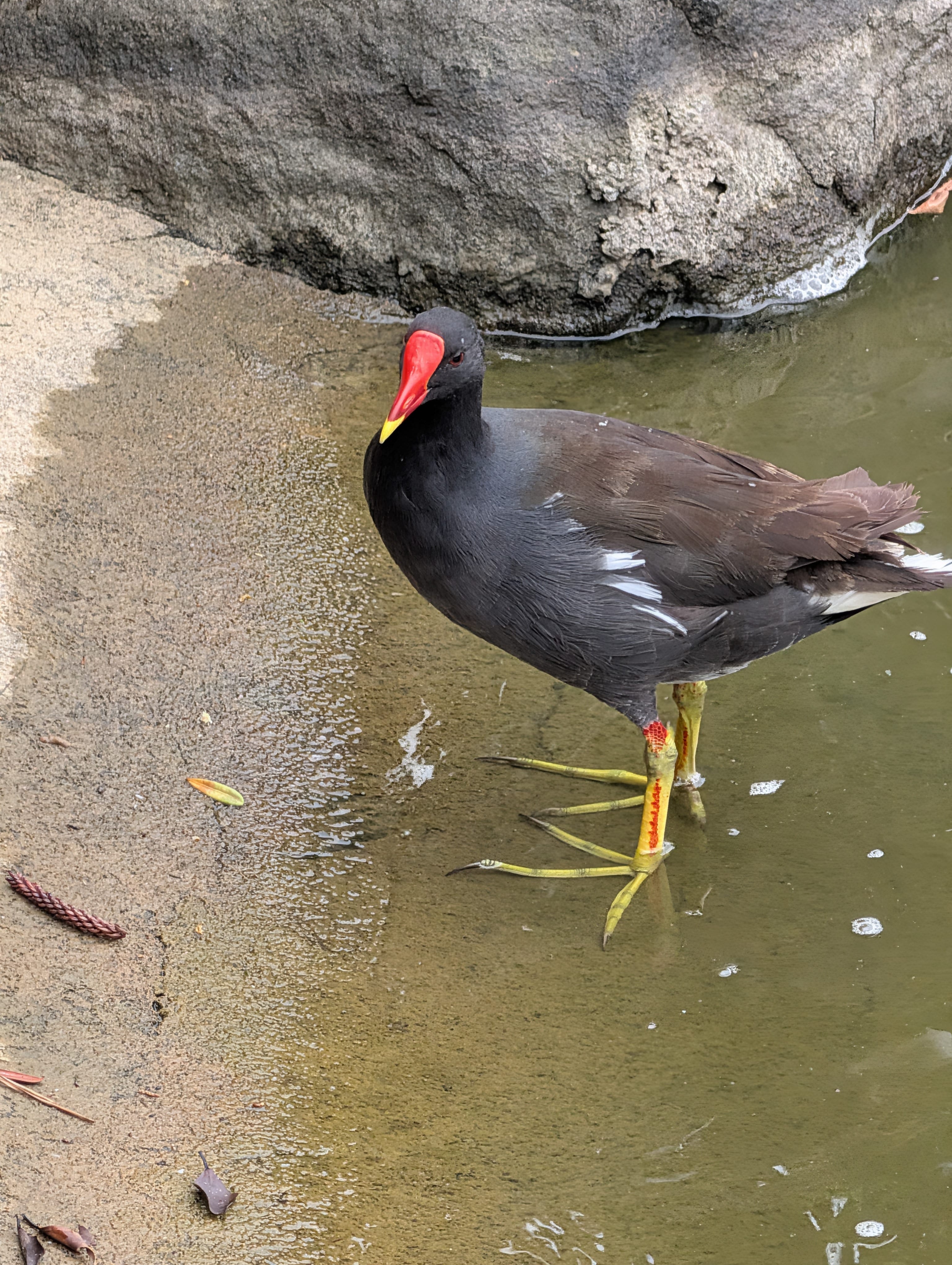 Common Moorhen