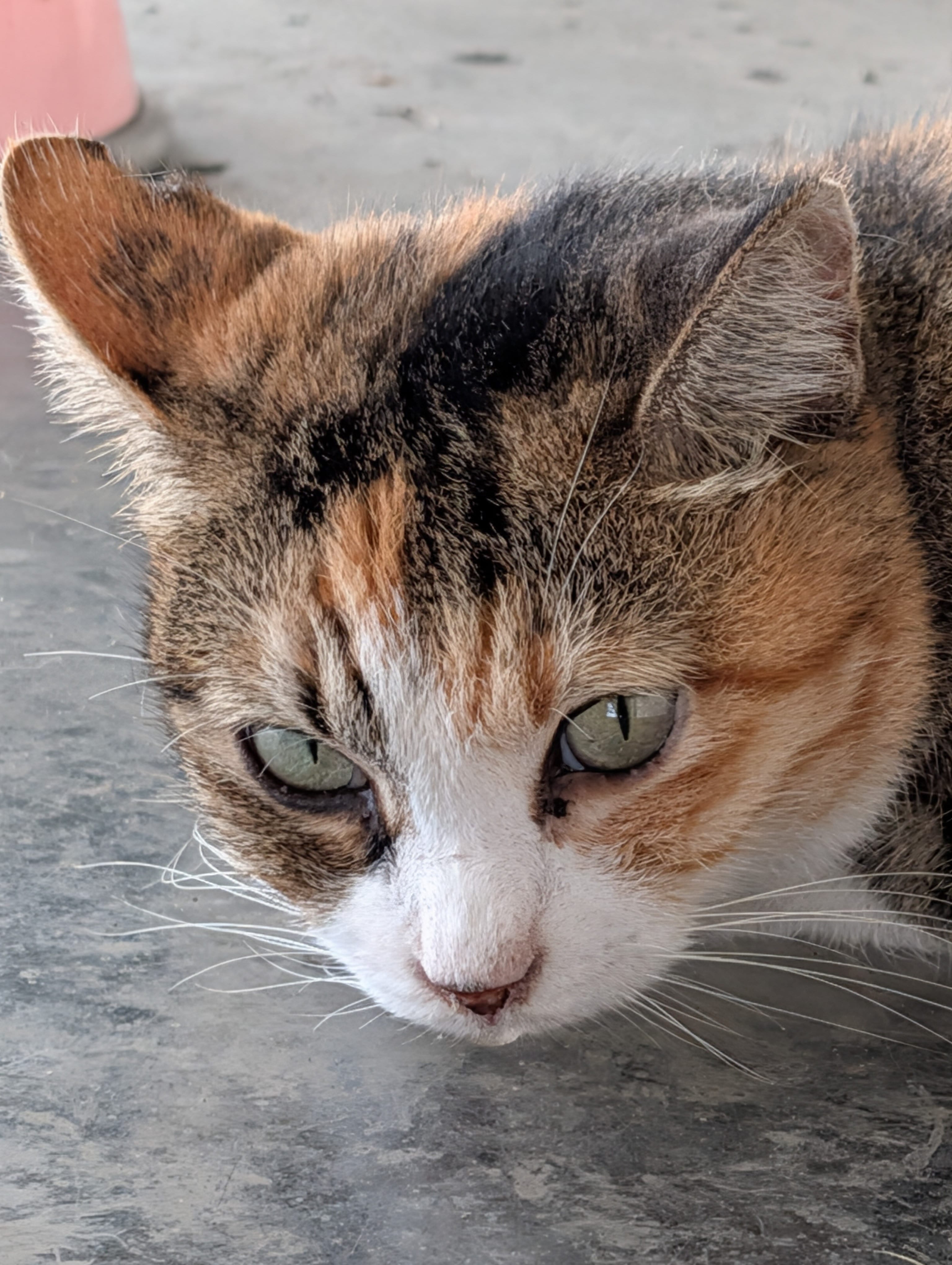 Domestic Cat