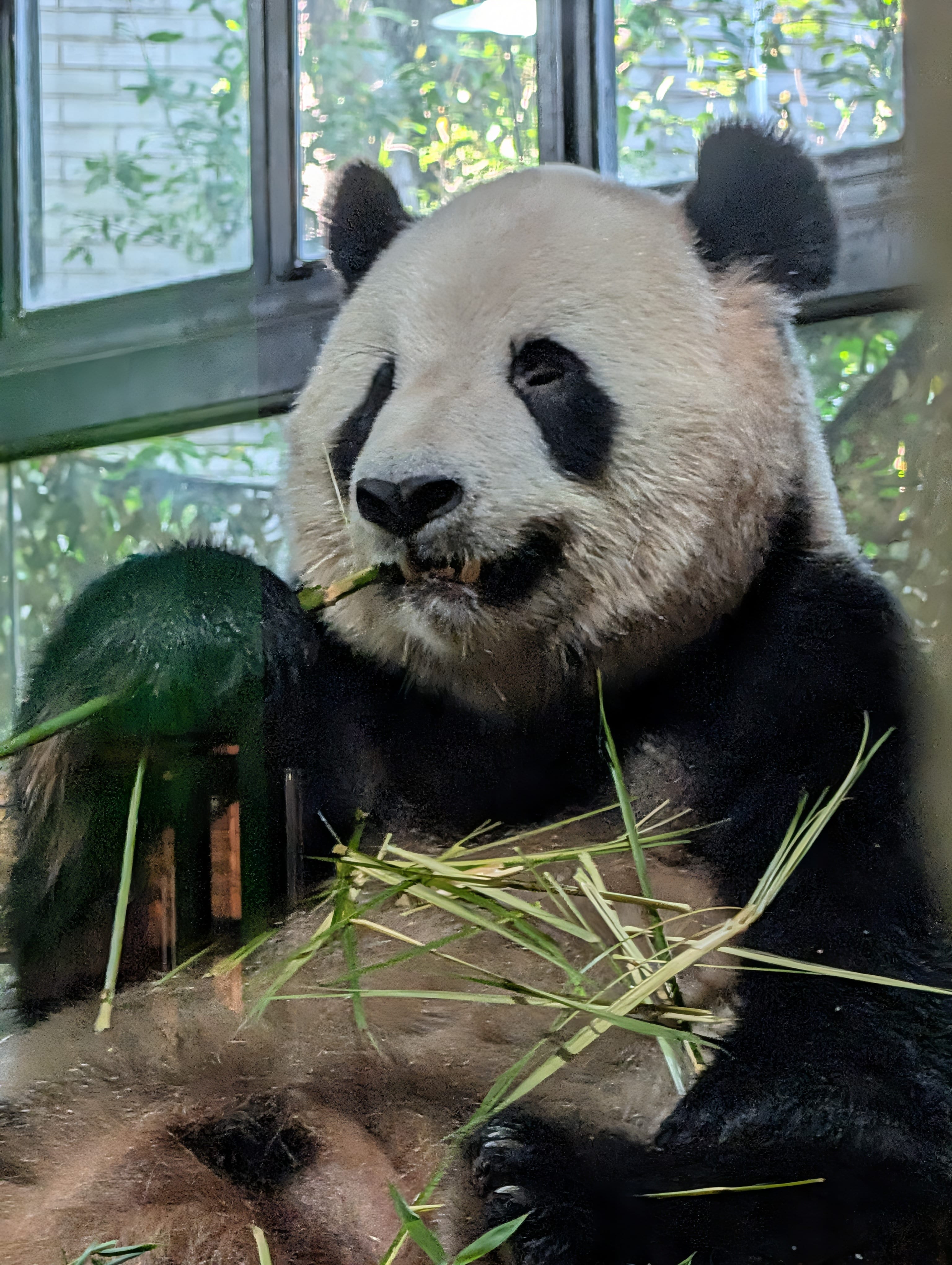 Giant Panda