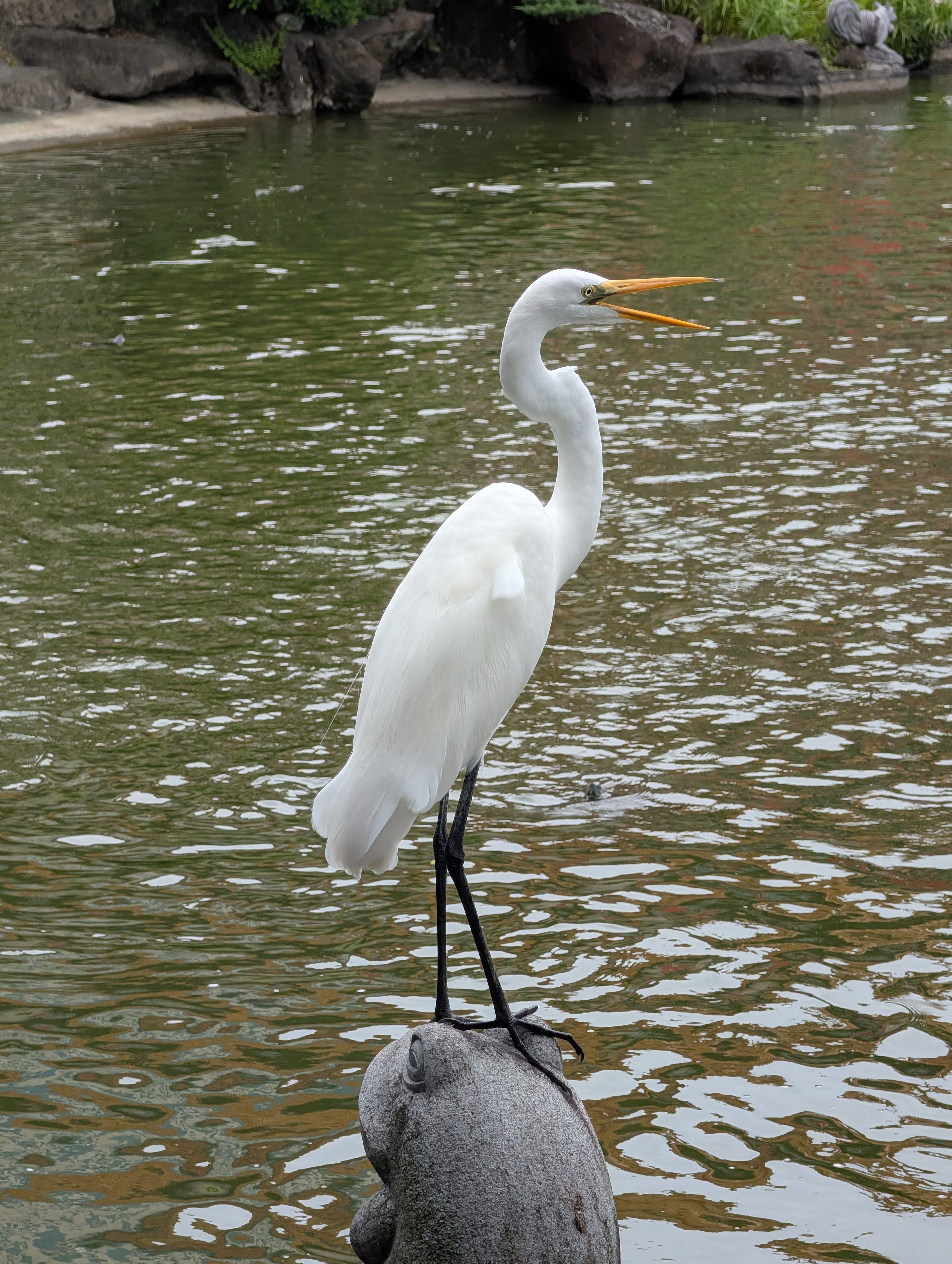 Great Egret