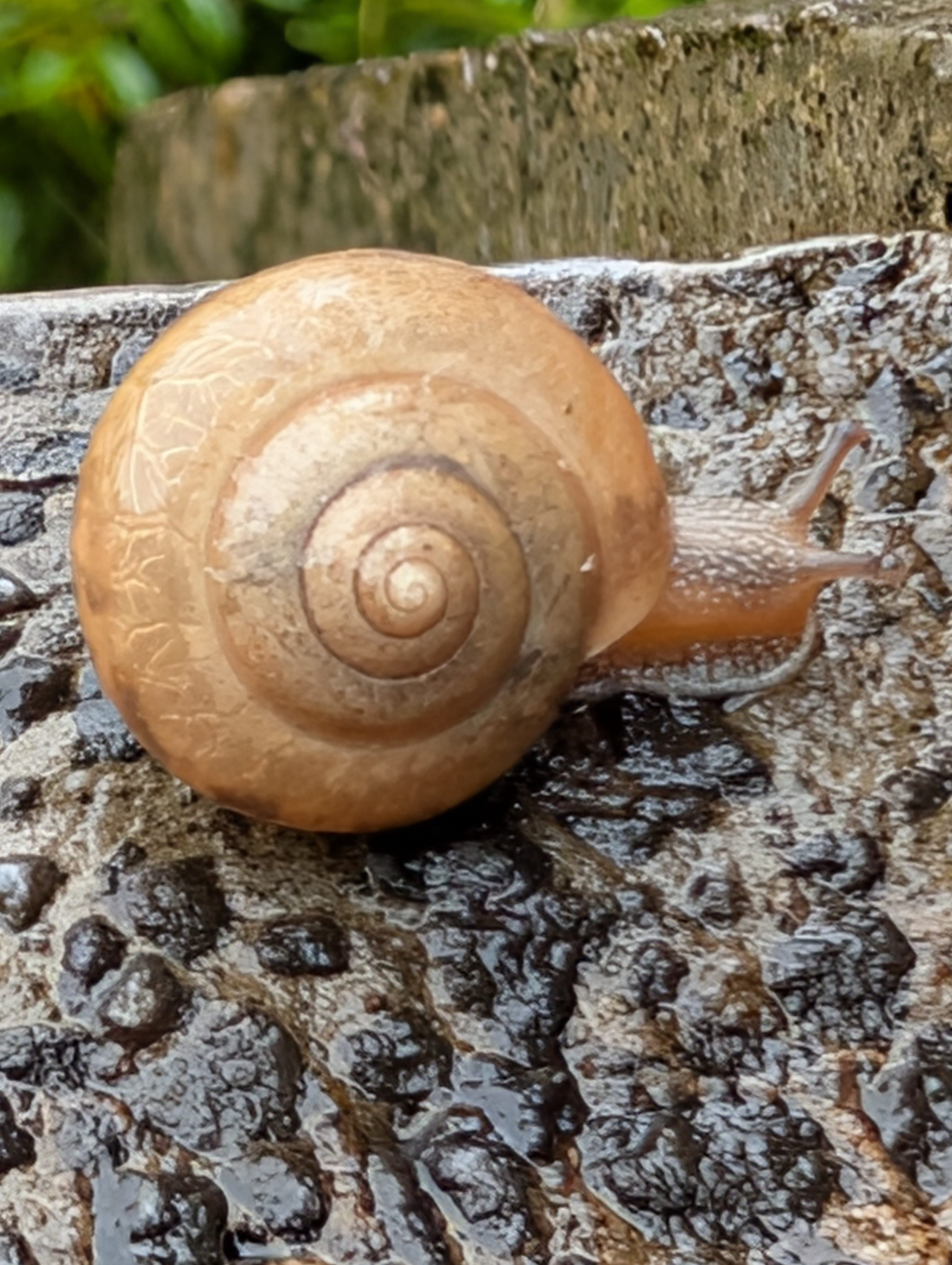 Land Snail