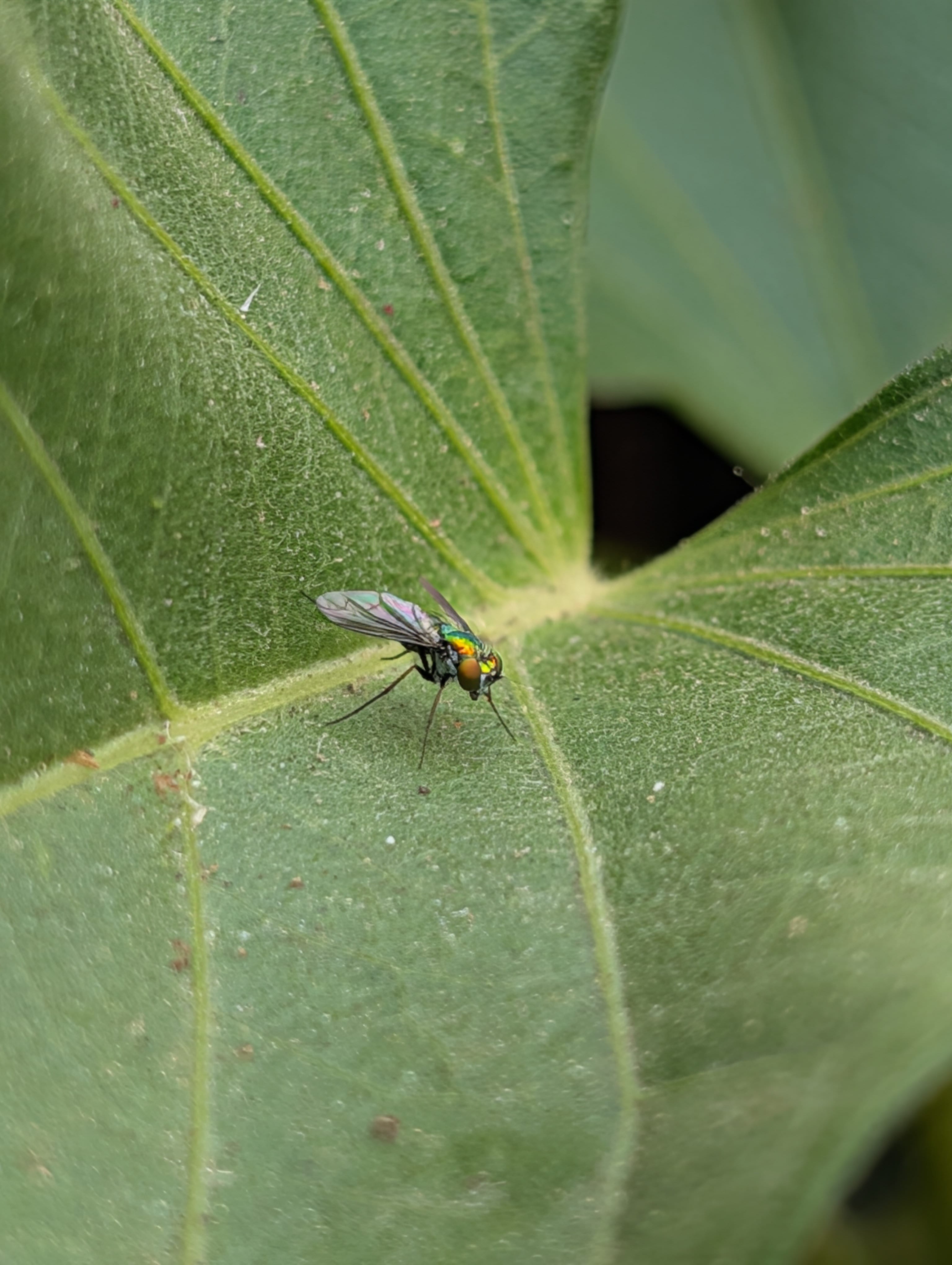 Long-Legged Fly