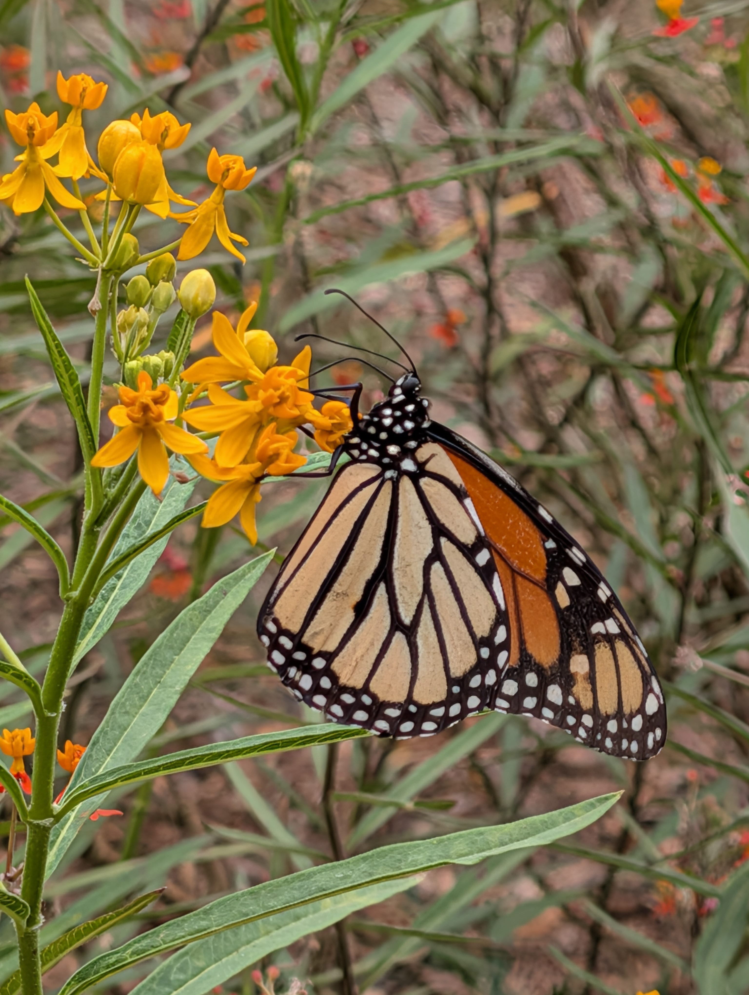 Monarch Butterfly