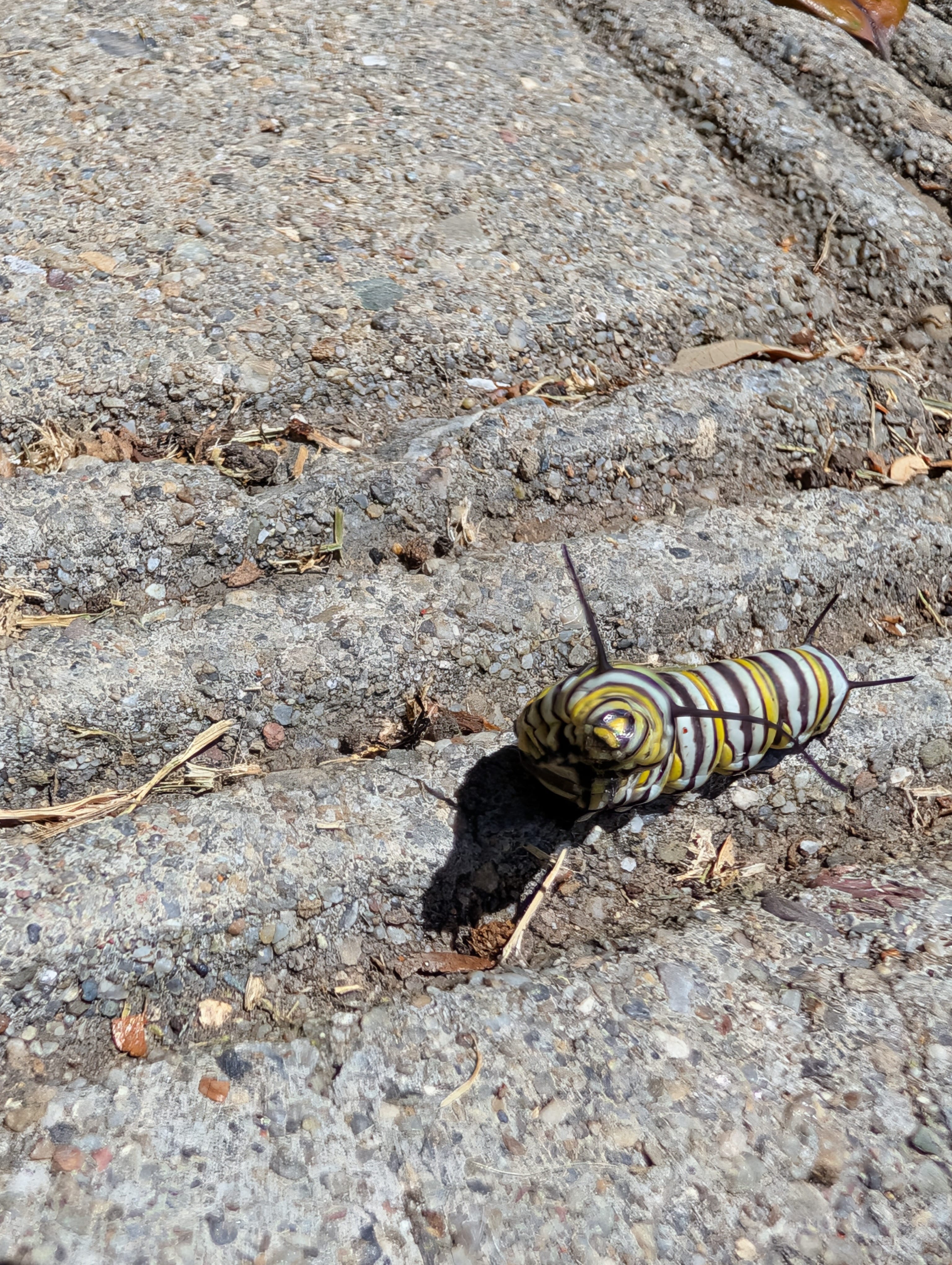 Monarch Caterpillar
