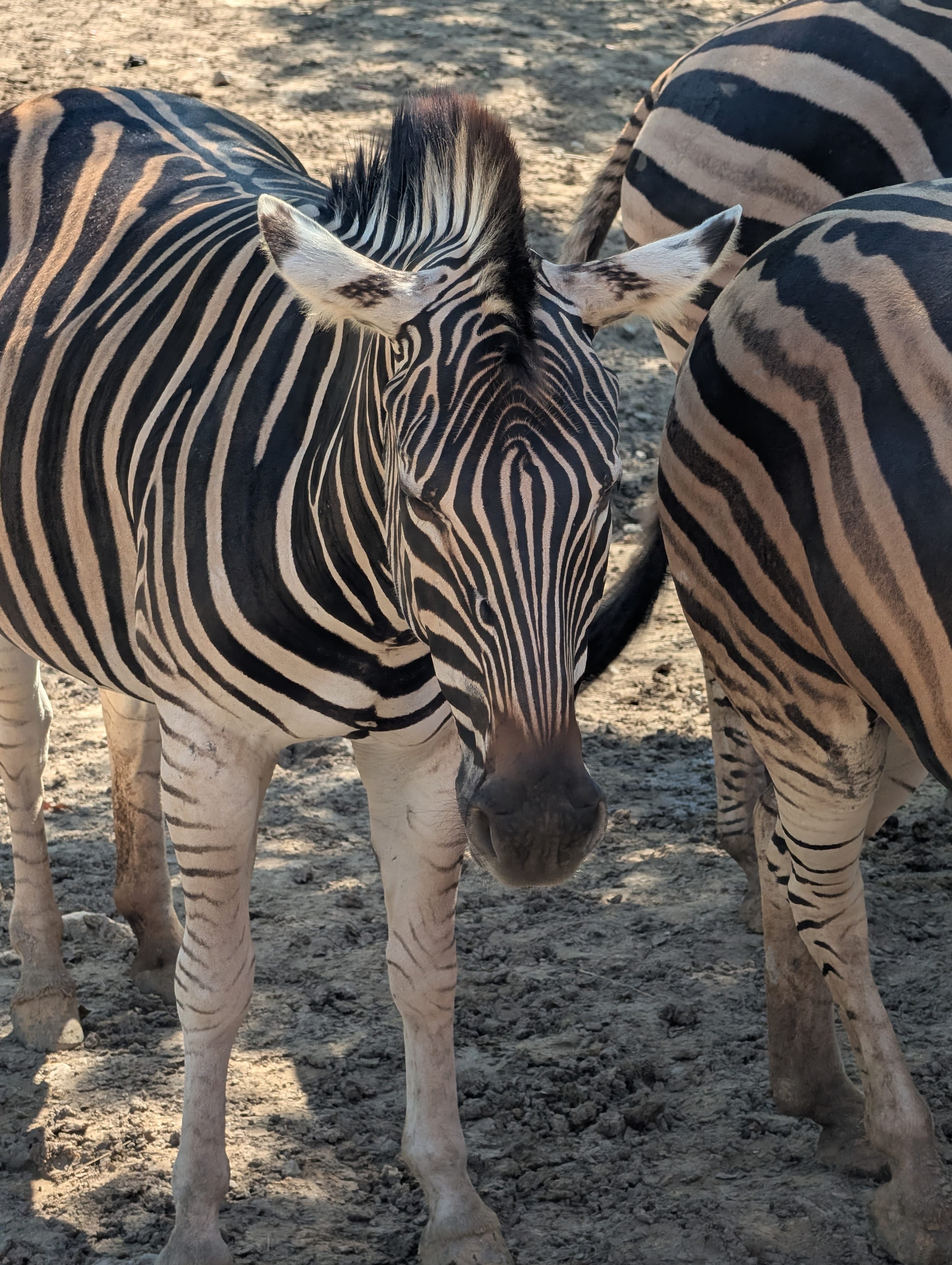 Plains Zebra