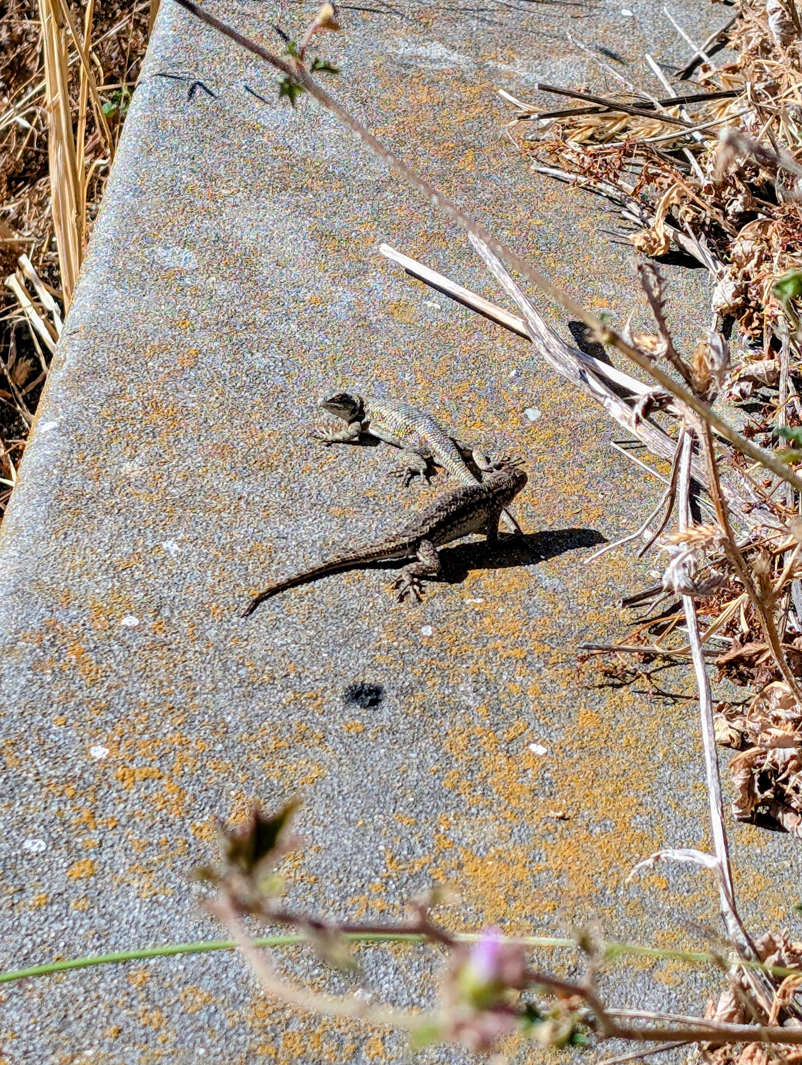 Western Fence Lizard