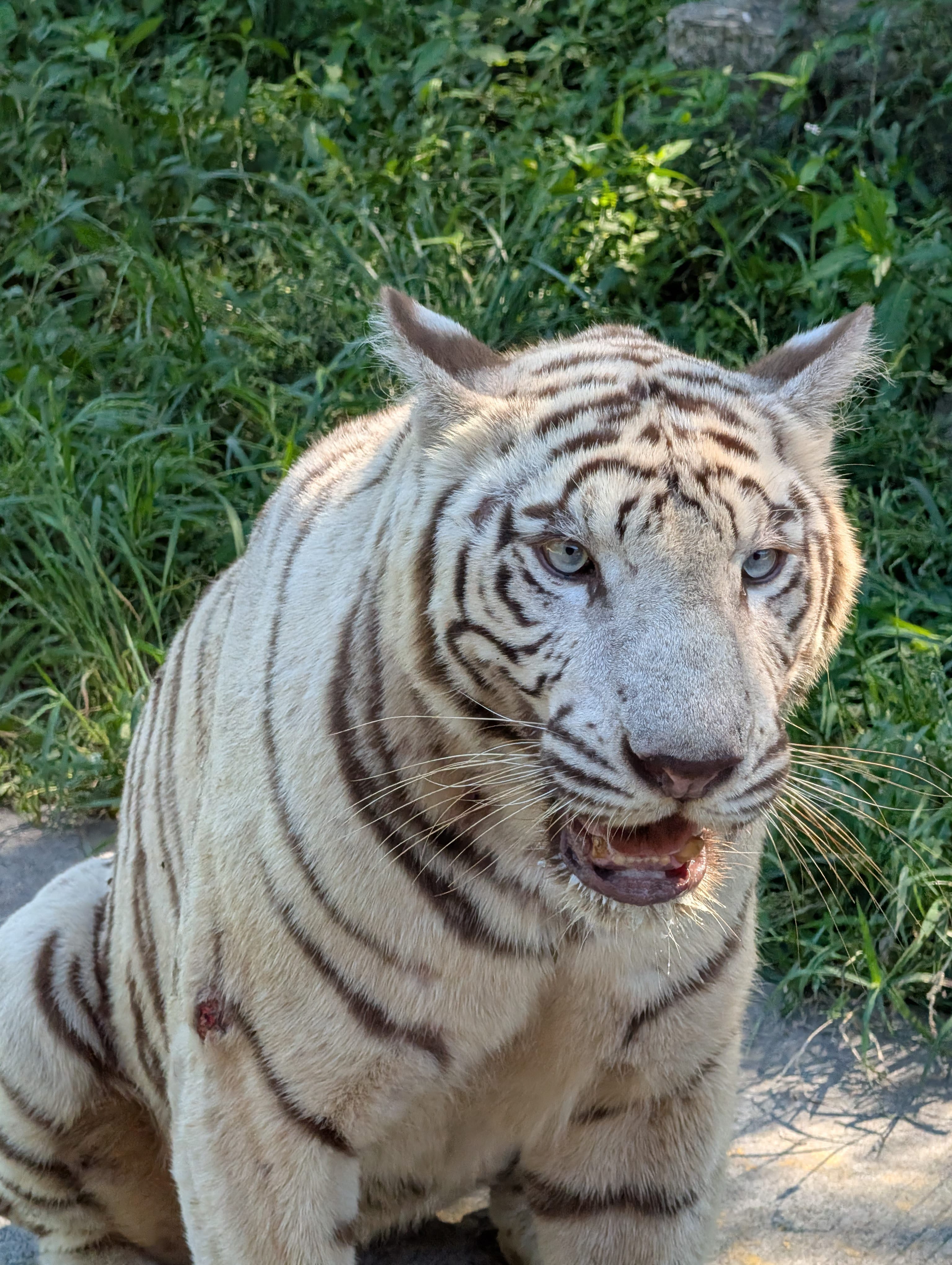 Bengal Tiger
