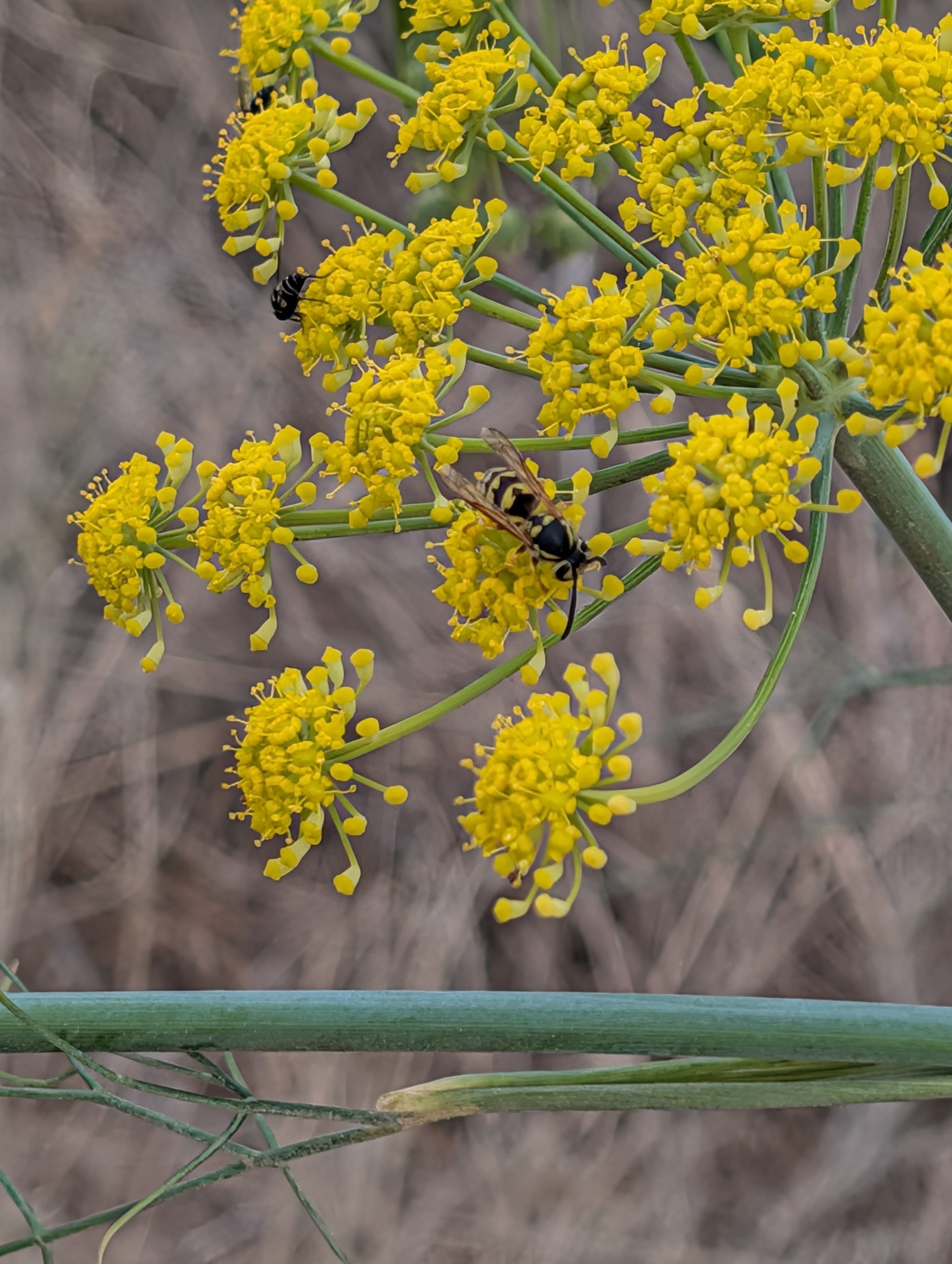 Yellow Jacket